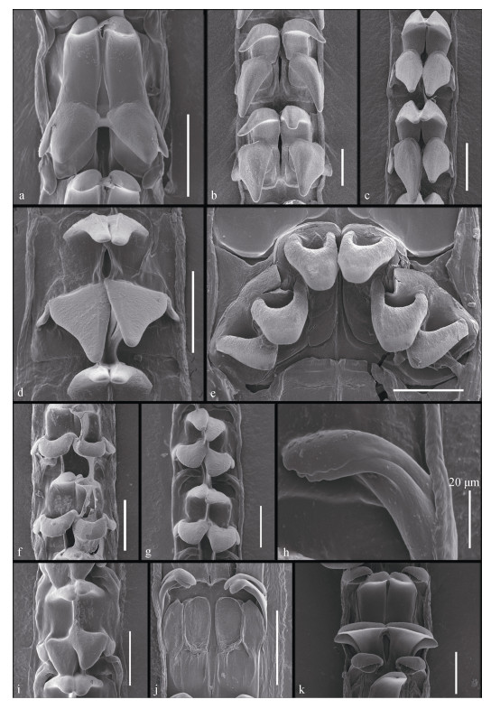 基于贝壳和齿舌对中国近海笠贝总科动物的分类学研究