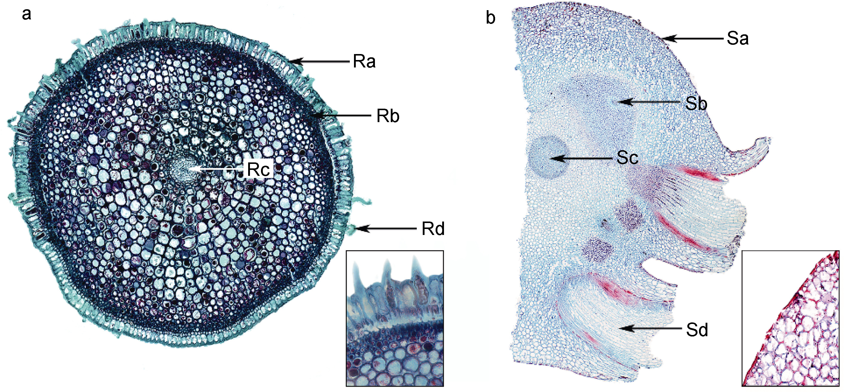 红纤维虾海藻(<i>Phyllospadix iwatensis</i>)形态结构特征及其对海洋 