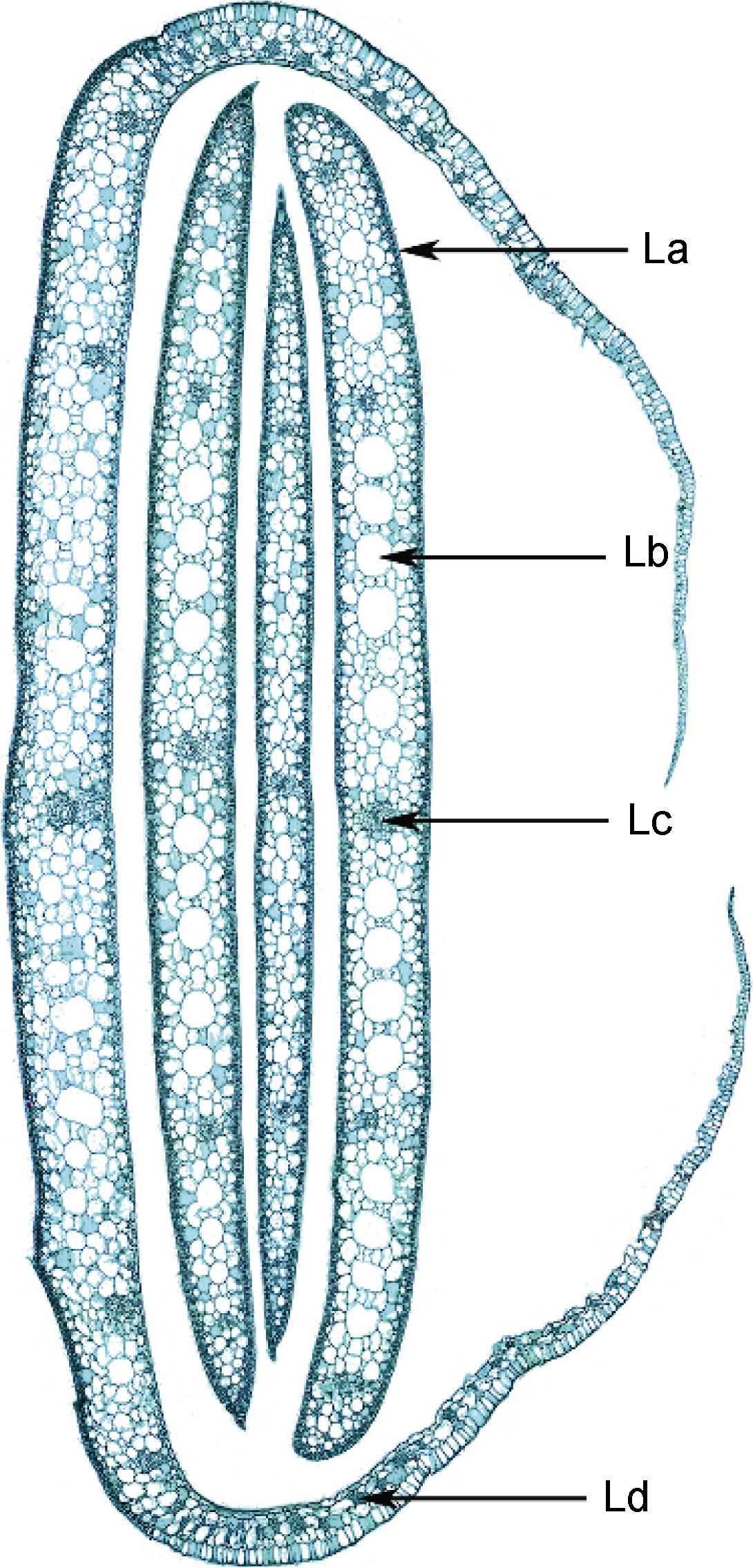红纤维虾海藻(<i>Phyllospadix iwatensis</i>)形态结构特征及其对海洋 